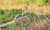 Gần 2.000 ha rừng tự nhiên suy giảm, Đắk Nông đề nghị chuyển cơ quan điều tra