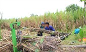 Ngành mía đường Ðồng bằng sông Cửu Long: Trước nguy cơ xóa sổ