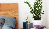 8 loại cây cảnh nên đặt trong phòng ngủ