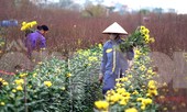 Cúc vàng Nhật Tân 7.000 đồng/bông, đào Nhật Tân hút khách dịp cận Tết