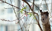 Dân buôn giới thiệu đào cổ thụ trồng ở Sơn La giá hơn 30 triệu đồng