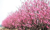 Nghệ An không có đào rừng, người dân thoải mái buôn bán