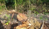 Khởi tố, bắt tạm giam hai cán bộ bán rừng phòng hộ
