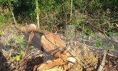 Cận cảnh khu rừng phòng hộ bị bán trái phép