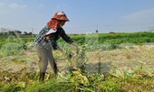 Rau ế ẩm, nông dân ngấn lệ đào bỏ làm thức ăn cho gia súc