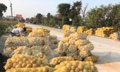 Khoai tây được mùa được giá, nông dân Nghệ An phấn khởi thu hoạch