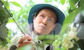 Xem nông dân Hà Tĩnh thụ phấn cho 'đệ nhất bưởi'