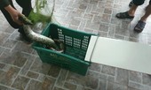 Kinh hãi phát hiện trăn gấm nặng 7kg bò vào vườn nhà dân ở Hà Tĩnh
