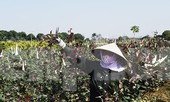 Vựa hoa lớn nhất miền Bắc tất bật chuẩn bị hoa đón Tết Tân Sửu