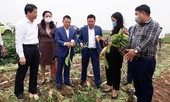 Hà Nội hỗ trợ các quận, huyện cần ‘giải cứu’ nông sản