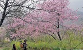 Chỉ đạo mới nhất của Chính phủ về khai thác, vận chuyển kinh doanh đào rừng