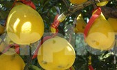 Bưởi diễn vượt hàng nghìn cây số vào Nam, người Sài Gòn ký tên lên chậu đặt trước