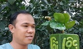 Độc đáo quả bưởi nổi chữ may mắn hút khách