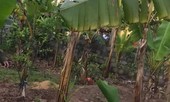 Nữ sinh lớp 10 nghi bị bạn trai giết trong vườn chuối