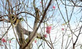 Cận cảnh những bông đào bung nở sớm khoe sắc trên vườn hoa Nhật Tân