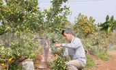 Vựa hoa cây cảnh lớn nhất miền bắc vào vụ Tết