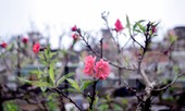 Thời tiết thất thường, đào Thất Thốn vào buồng điều hoà chờ Tết