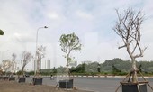 Cách trồng cây ‘khác lạ’ trên vỉa hè Hà Nội