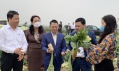 Hà Nội bàn cách tiêu thụ 600 tấn củ cải ở Mê Linh