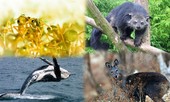 1001 thắc mắc: Những loài động vật nào tỏa mùi thơm đặc biệt?