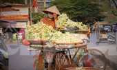 Hà Nội mùa hoa bưởi ngát hương
