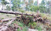 Lâm Đồng: Chấm dứt dự án sân golf theo kết luận của Thanh tra Chính phủ