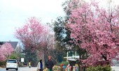 Giới trẻ 'săn' hoa mai anh đào bung nở trên núi ở Đà Lạt
