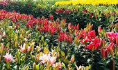 Đà Lạt tung ra thị trường nhiều giống hoa độc, lạ dịp Tết Nguyên đán