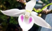 Lâm Đồng triệt phá đường dây trộm phong lan đột biến liên tỉnh