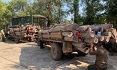 Lâm tặc vừa chặt cây, chủ rừng nói gỗ đã mục nát