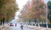 Đẹp ngỡ ngàng với hàng phong thay lá đỏ giữa Hà Nội
