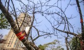 Tận thấy những cành đào dán tem đầu tiên xuất hiện tại Hà Nội