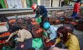 Người dân Thủ đô nườm nượp đến 'giải cứu' nông sản cho Hải Dương