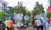 Thị trường 24/1: Dịch vụ chở cây cảnh đắt khách