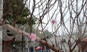 Cận cảnh xe đào dán tem đầu tiên từ Sơn La xuống Hà Nội