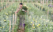 Rằm tháng Giêng, làng Tây Tựu lo 'sốt vó' vì hoa ế ẩm