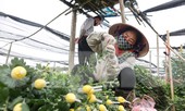 Rằm tháng Giêng, làng Tây Tựu lo sốt vó vì hoa ế chỏng chơ
