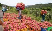Rau quả Việt Nam xuất khẩu mạnh sang Thái Lan 