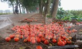200 tấn rau củ quả 'ế', người dân Hà Nội đổ ngoài đồng