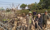 Người chế ngự đào tiến vua