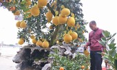 Cây cảnh... lãnh đủ: Ma trận bonsai