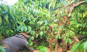 Tây Nguyên: Thưởng tết cao nhất gần 80 triệu đồng