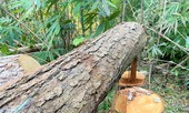 Hơn 400 vụ vi phạm lâm luật, Đắk Nông dẫn đầu Tây Nguyên về phá rừng