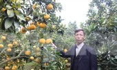 Trồng cam, bưởi thu tiền tỷ