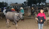 Chợ trâu cuối năm: Nghề dắt trâu thuê