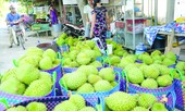 Chỉ mặt sát thủ của 5 vạn ha cây ăn trái ở ÐBSCL