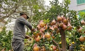 Luật trong giới chơi cây khủng