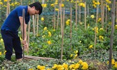 Nông dân Hà Nội nhổ bỏ hoa tươi