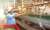 Chuyện những người bỏ phố về quê