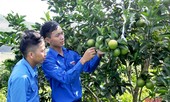 Chàng trai biến sỏi đá thành… cam